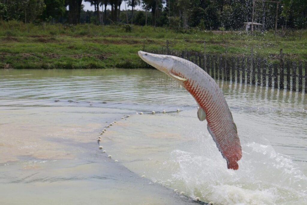 df-tera-regulamentacao-propria-sobre-manejo-e-pesca-de-pirarucu