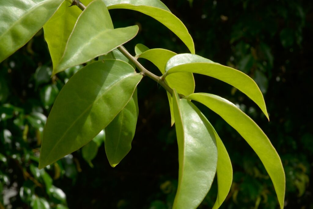 ora-pro-nobis:-folha-rica-em-nutrientes-e-facil-de-cultivar-em-vasos