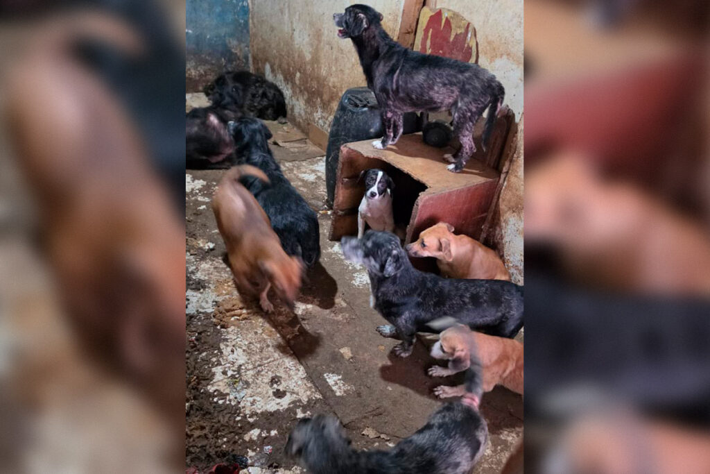 pcdf-resgata-23-caes-vitimas-de-maus-tratos-em-imovel-no-df.-veja-video