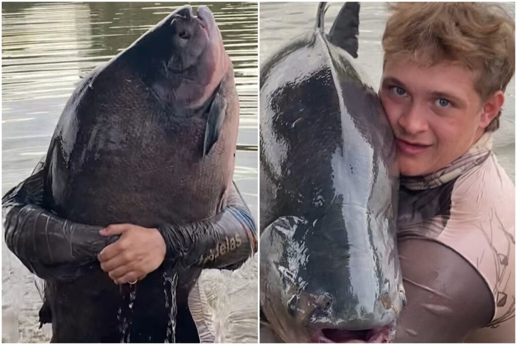 pescador-que-pegou-tambacu-de-40-kg-conta-segredos-para-pesca-ideal.-video
