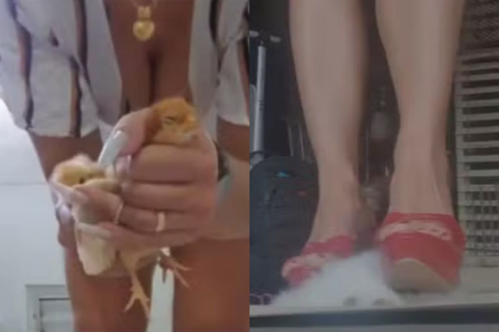 suspeita-de-esmagar-e-matar-animais-com-os-pes-nao-sera-presa.-entenda