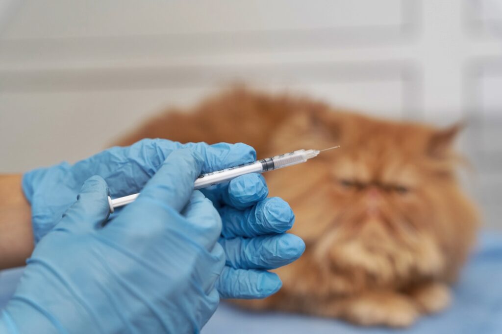 cuidado!-vacinacao-atrasada-deixa-gatos-vulneraveis-a-doencas-graves