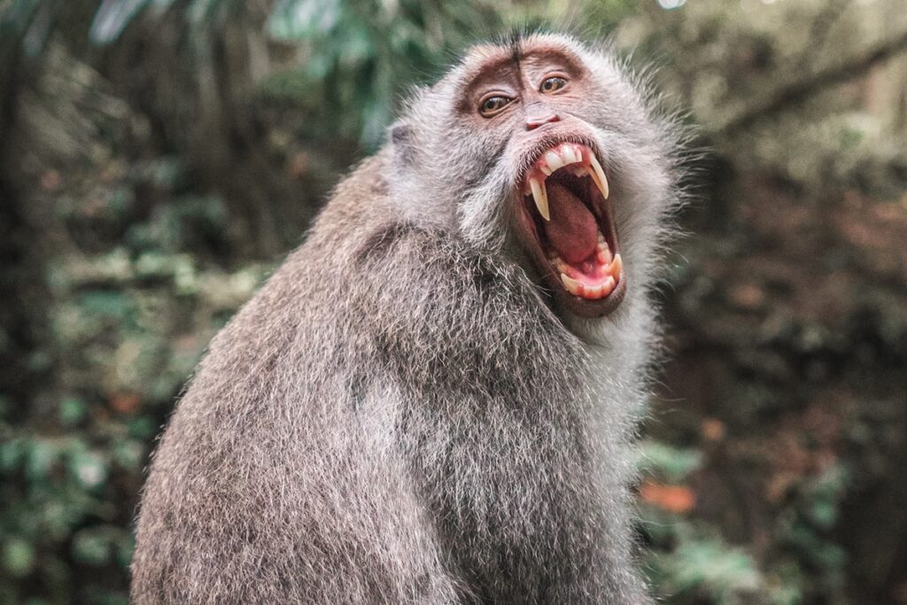 saiba-o-que-realmente-e-o-“sorriso”-dos-macacos-famosos-em-figurinhas