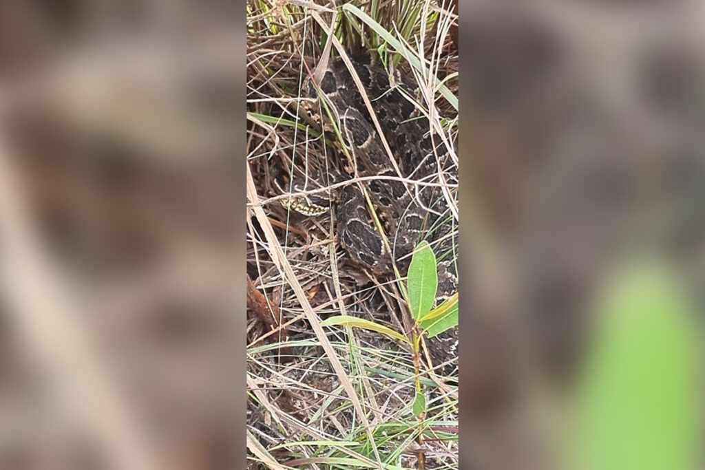 bombeiros-resgatam-mulher-picada-por-jararaca-na-serra-do-cipo