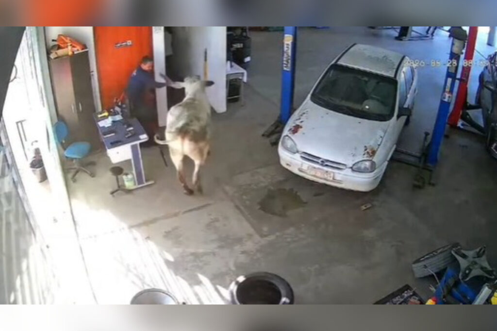boi-invade-oficina-mecanica-e-avanca-sobre-funcionarios-no-sul-de-mg.-veja-video