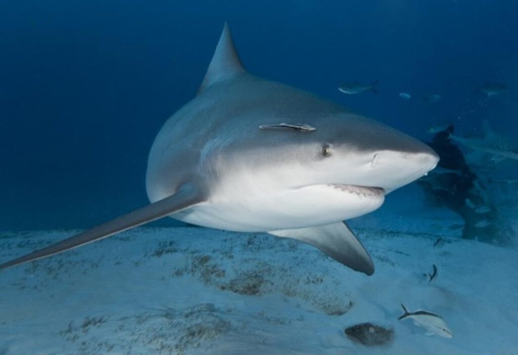 pe:-tubarao-que-atacou-crianca-de-11-anos-e-da-especie-cabeca-chata