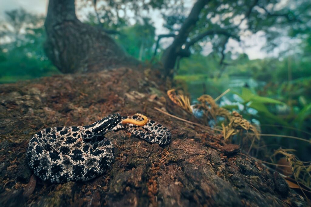 patogenos-ameacam-cobras-e-podem-levar-algumas-especies-a-extincao,-diz-estudo