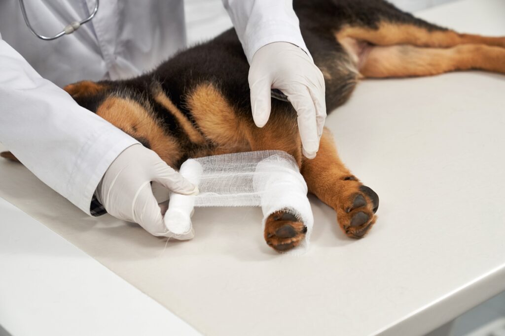 veterinario-revela-7-sinais-de-problemas-ortopedicos-nos-caes