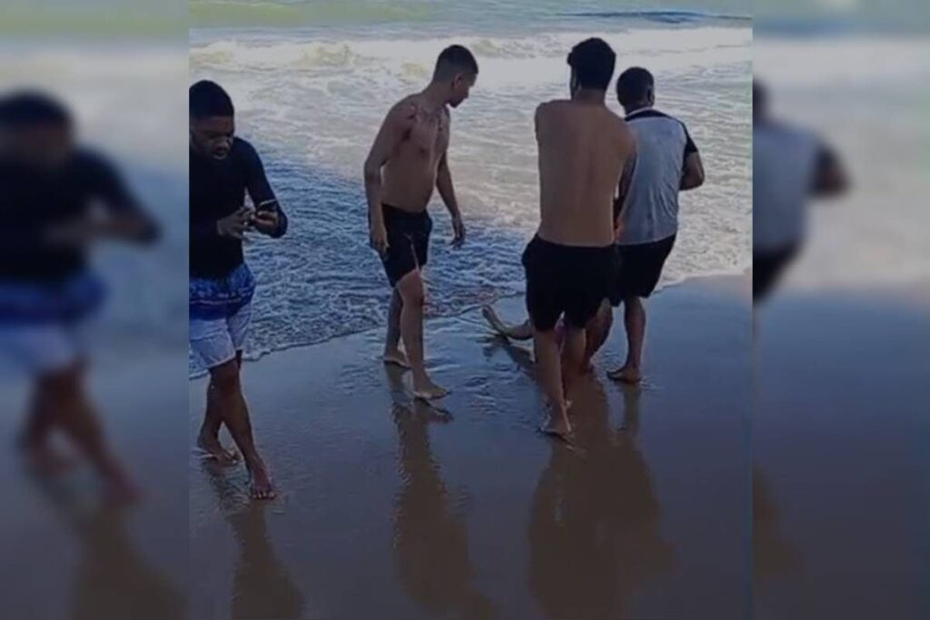 video-mostra-socorro-de-banhista-que-teve-perna-arrancada-por-tubarao.-assista