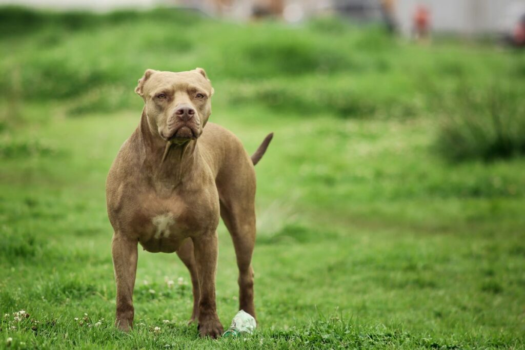 go:-projeto-de-lei-propoe-uso-de-focinheira-obrigatorio-para-pit-bulls
