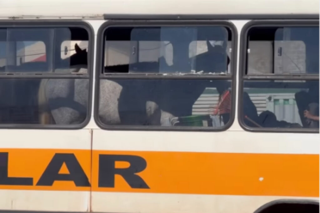 to:-video-flagra-cavalos-sendo-transportados-em-onibus-escolar.-veja