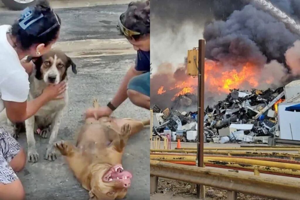 milagre!-apos-17h-de-incendio,-familia-reencontra-caes-desaparecidos