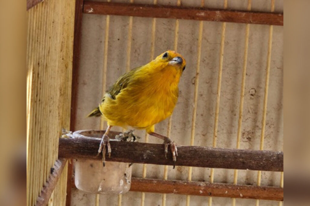 pf-flagra-cativeiro-irregular-de-aves-e-prende-suspeito-em-flagrante