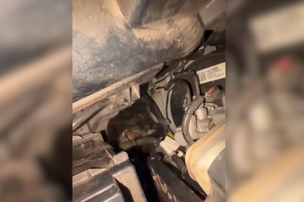 gatinho-e-resgatado-apos-ficar-preso-em-local-inusitado-de-carro.-veja-video