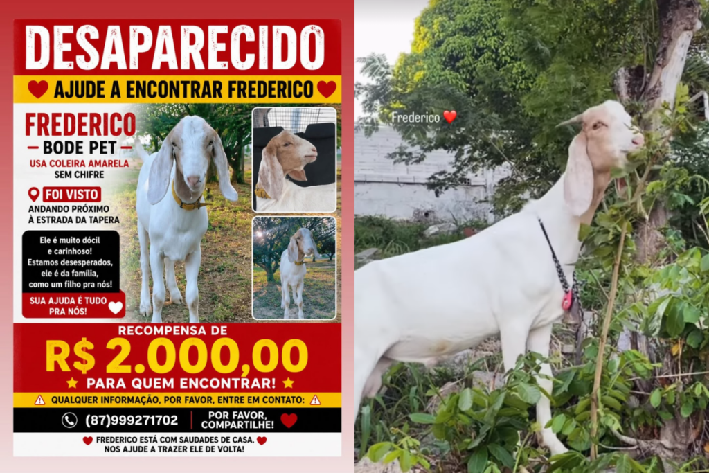 cade-o-frederico?-mulher-oferece-r$-2-mil-para-achar-bode-desaparecido