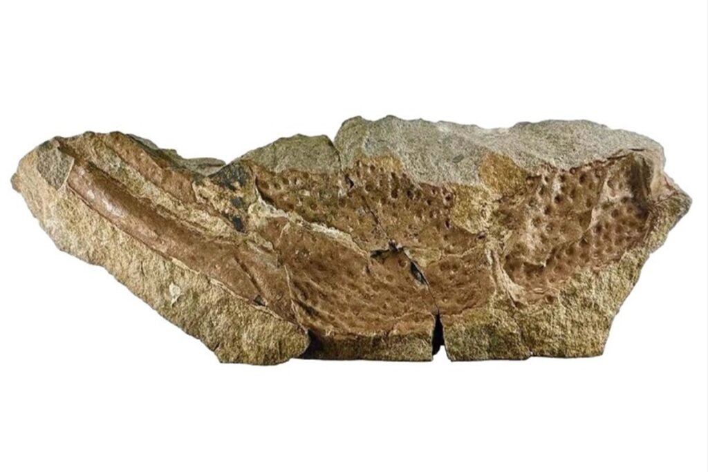 cientistas-acham-fossil-de-escorpiao-gigante-de-415-milhoes-de-anos