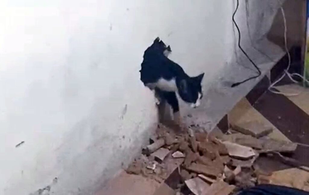mg:-gato-assusta-familia,-mas-se-salva-apos-acao-dos-bombeiros.-video