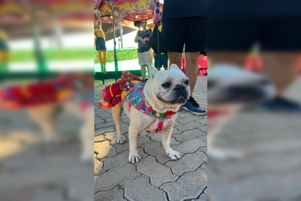 arraia-solidario-arrecada-recursos-para-projetos-voltados-a-protecao-animal