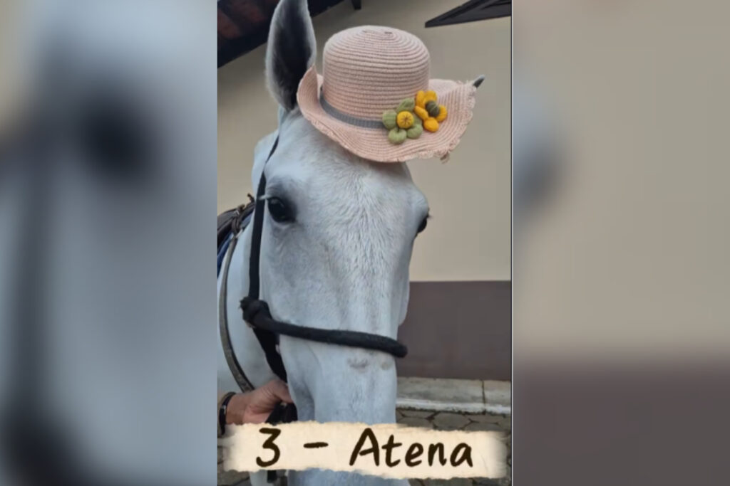cavalaria-da-pm-vira-atracao-com-concurso-de-beleza-na-web.-veja-video