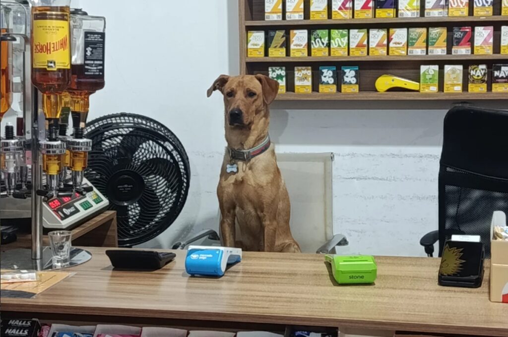 de-cao-de-rua-a-funcionario-do-mes:-conheca-o-vira-lata-antonio