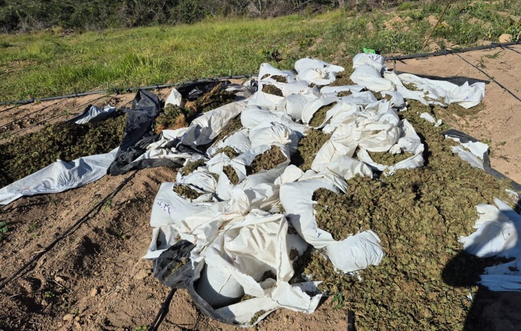 operacao-apreende-1,8-tonelada-de-maconha-e-destroi-plantacao-em-minas.-video