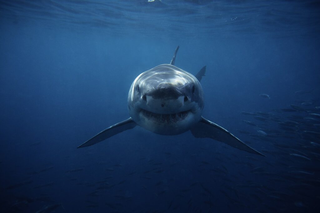 mergulhador-morre-atacado-por-tubarao-de-4,5-metros-na-australia