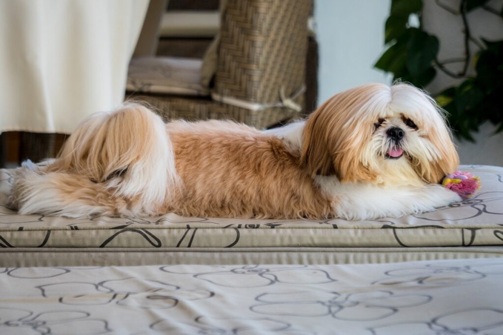 o-que-faz-um-shih-tzu-viver-mais?-veja-a-expectativa-de-vida-da-raca
