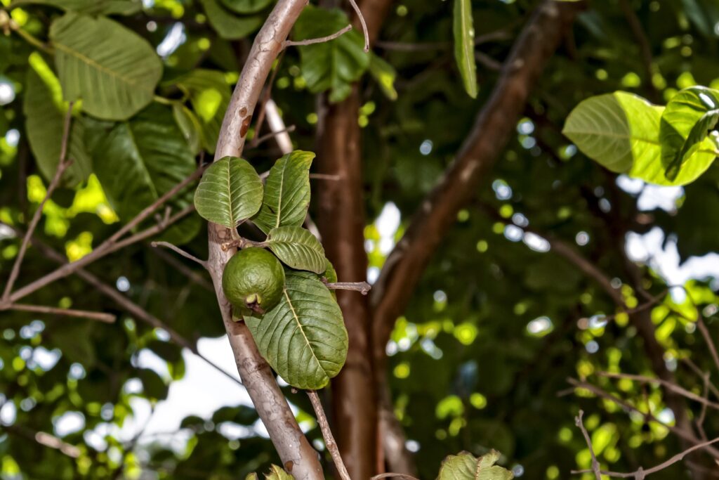 goiabeira-e-a-arvore-ideal-para-patios:-da-sombra-e-frutos-saborosos