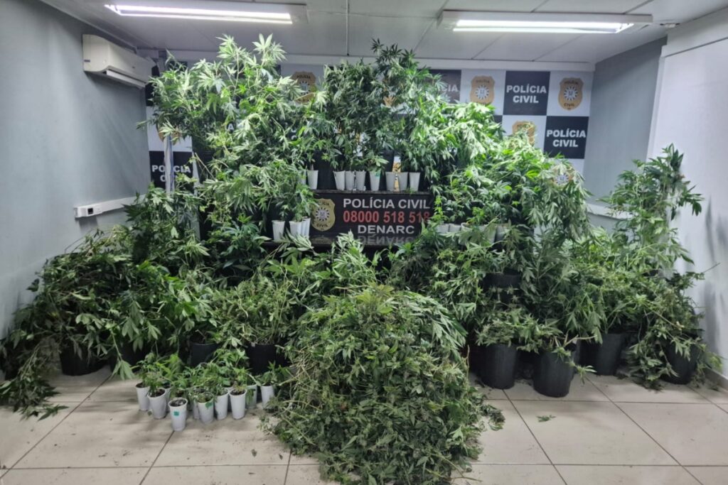 pcrs-encontra-estufa-com-88-pes-de-maconha-em-porto-alegre.-veja-video