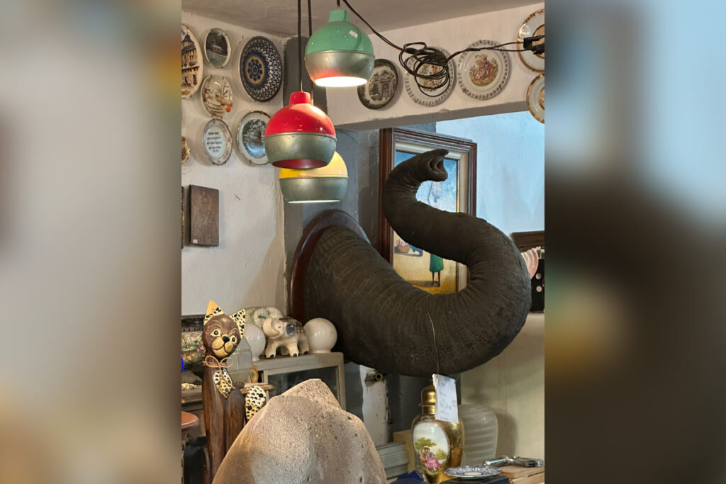 pf-apreende-tromba-de-elefante-asiatico-em-antiquario-no-rio