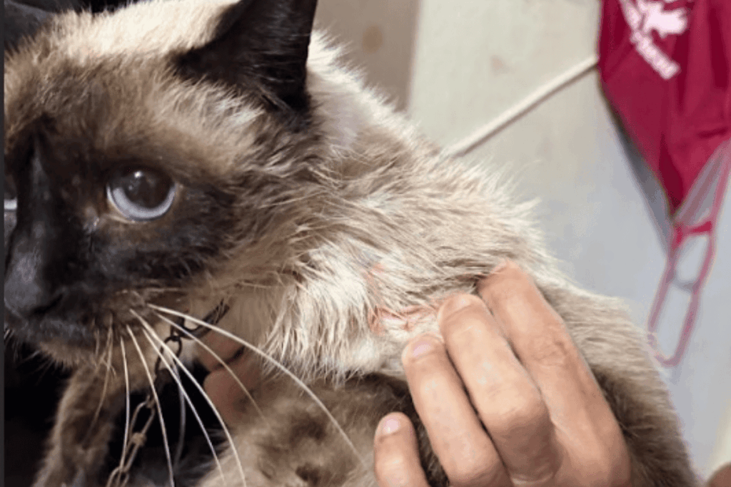 produtor-acusa-vizinho-de-atirar-em-gata-de-estimacao-na-grande-sp
