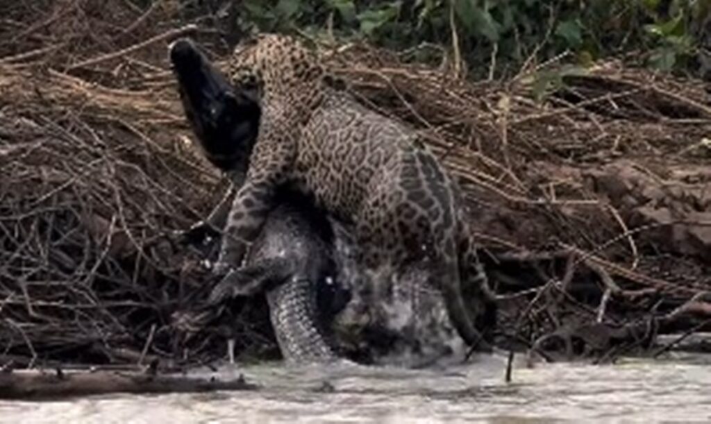 onca-cruza-rio,-arma-emboscada-e-abate-jacare-gigante-no-pantanal
