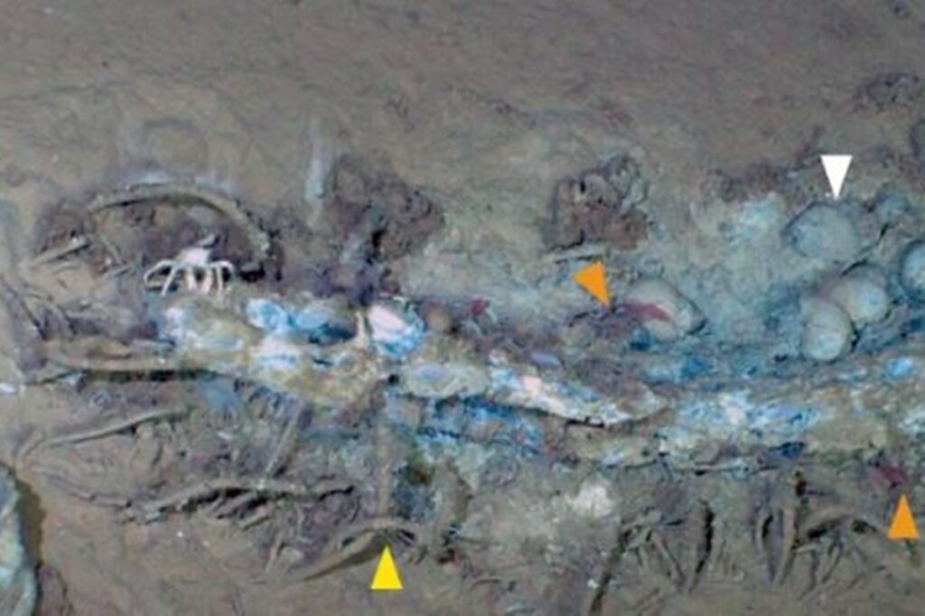 maior-cemiterio-de-baleias-com-1,2-mil-km-e-achado-no-oceano-indico