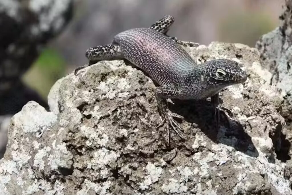 saiba-como-lagarto-tipico-da-africa-evoluiu-em-fernando-de-noronha
