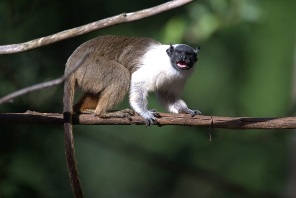 solteiro-cobicado-no-para:-primata-busca-namorada-para-evitar-extincao