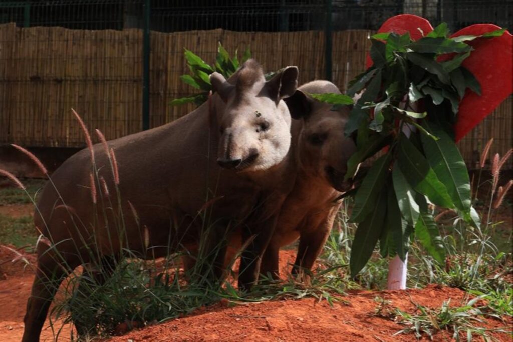 dia-dos-namorados:-casais-do-zoo-de-brasilia-ajudam-a-salvar-especies