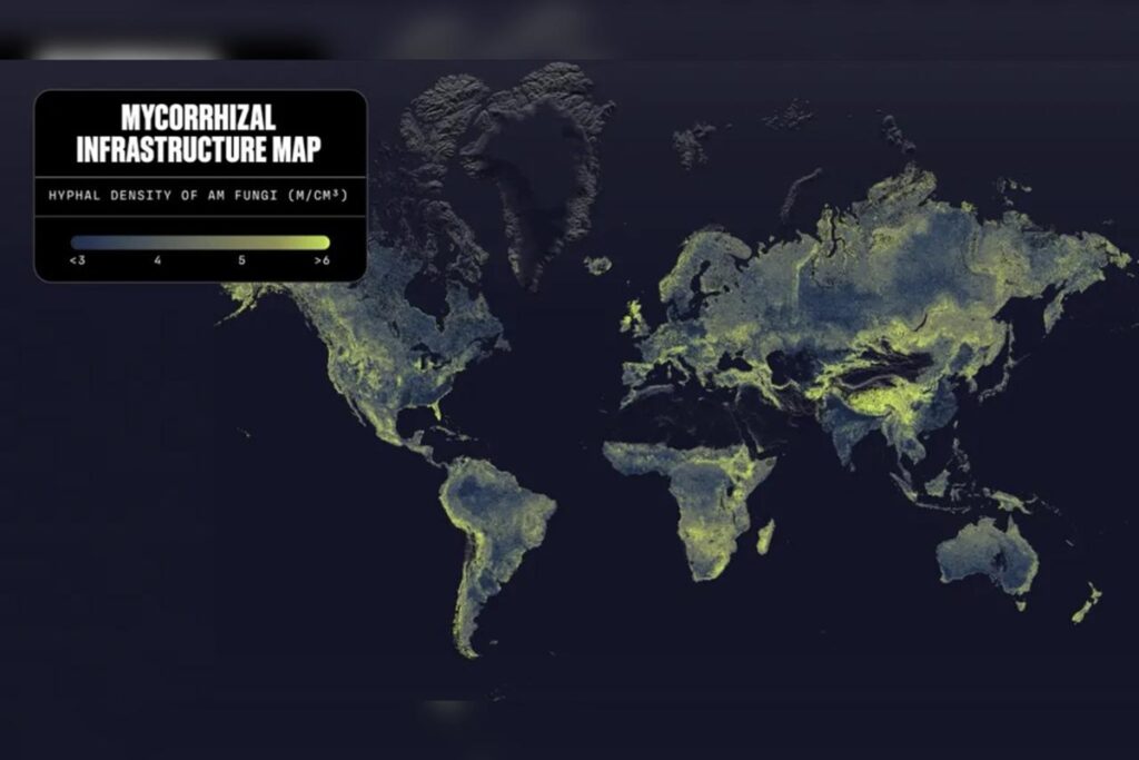 mapa-inedito:-rede-de-fungos-da-terra-cobriria-10%-da-via-lactea.-veja