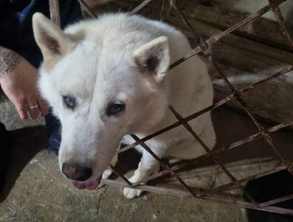 husky-fica-preso-em-grade-de-portao-e-mobiliza-bombeiros-em-minas