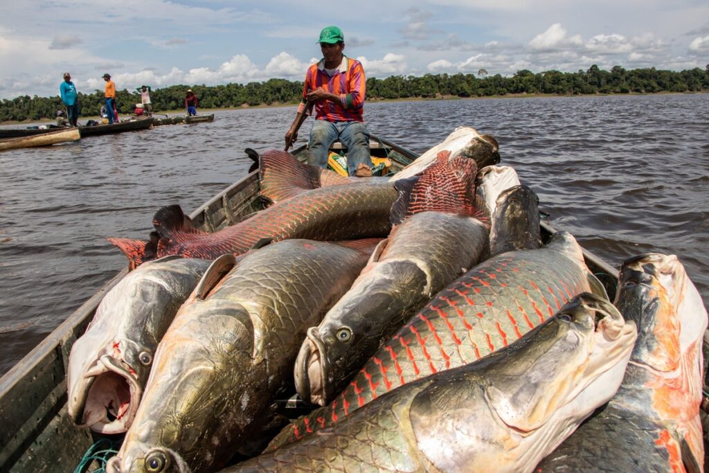 pesca-do-pirarucu-no-df-sera-restrita-a-profissionais.-veja-regras