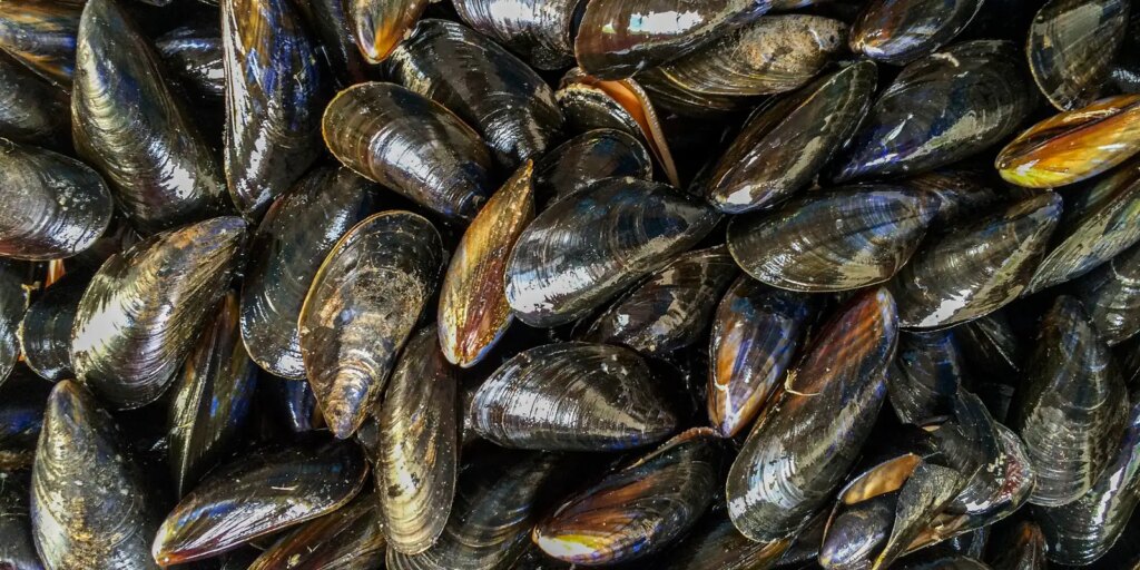 Mexilhões podem acumular microplásticos e transmiti-los a humanos mexilhoes-podem-acumular-microplasticos-e-transmiti-los-a-humanos