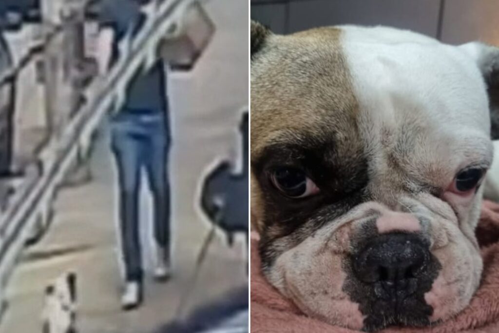 cachorro-late,-homem-saca-arma-e-atira-no-animal-em-avenida-de-bh