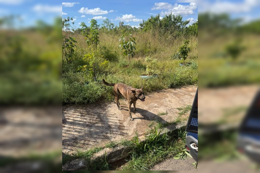 homem-de-68-anos-e-preso-em-flagrante-por-estuprar-cachorro-no-df