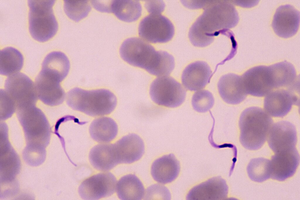 unb-desenvolve-prototipo-de-vacina-contra-a-doenca-de-chagas