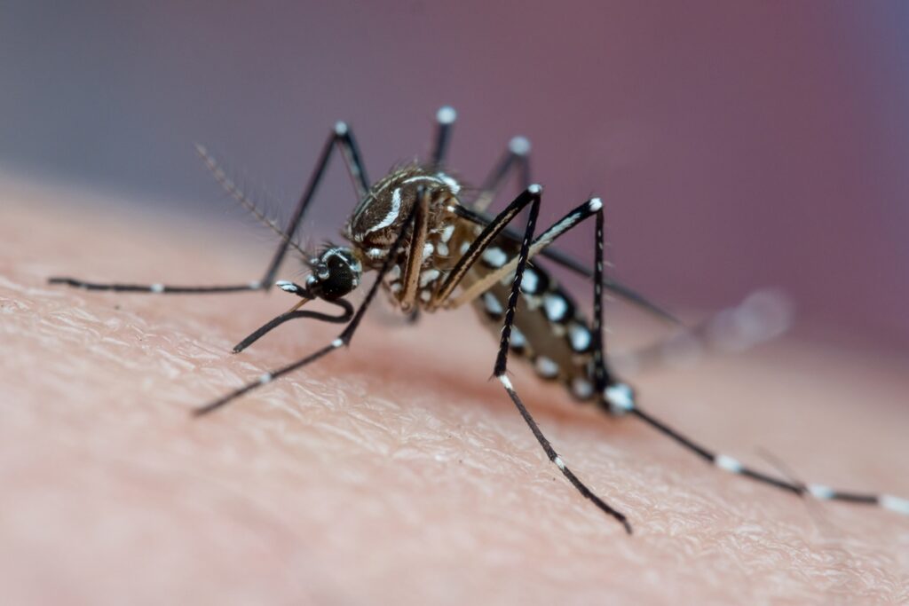 oms-lanca-primeiro-guia-para-ampliar-tratamento-da-dengue-em-criancas