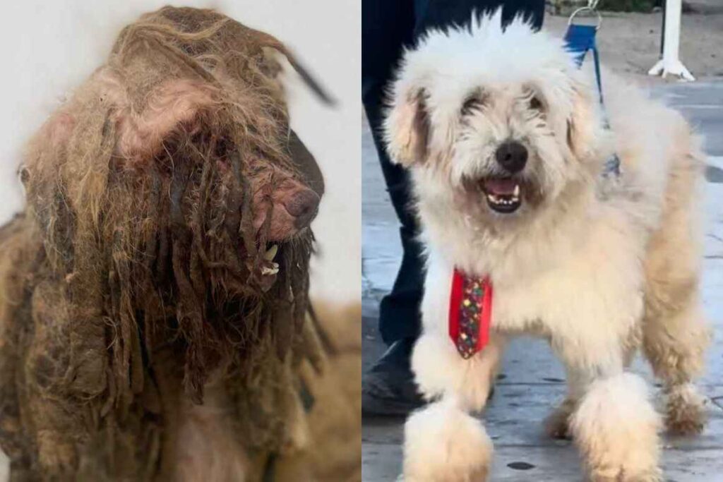 Cachorro Scooby é aceito como parte em processo e juiz condena tutora cachorro-scooby-e-aceito-como-parte-em-processo-e-juiz-condena-tutora