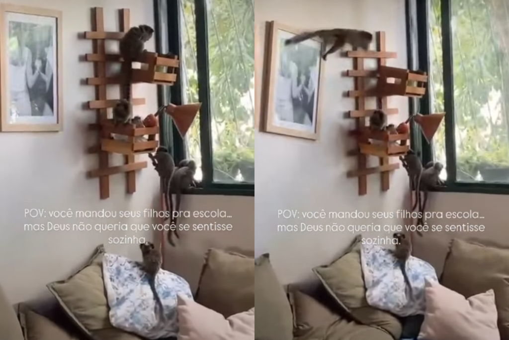 Saguis invadem apartamento no Cruzeiro e fazem “arrastão” de comida saguis-invadem-apartamento-no-cruzeiro-e-fazem-“arrastao”-de-comida