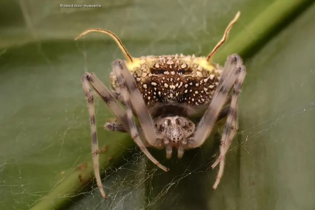 especie-inedita-de-aranha-que-se-disfarca-de-fungo-e-achada-no-equador