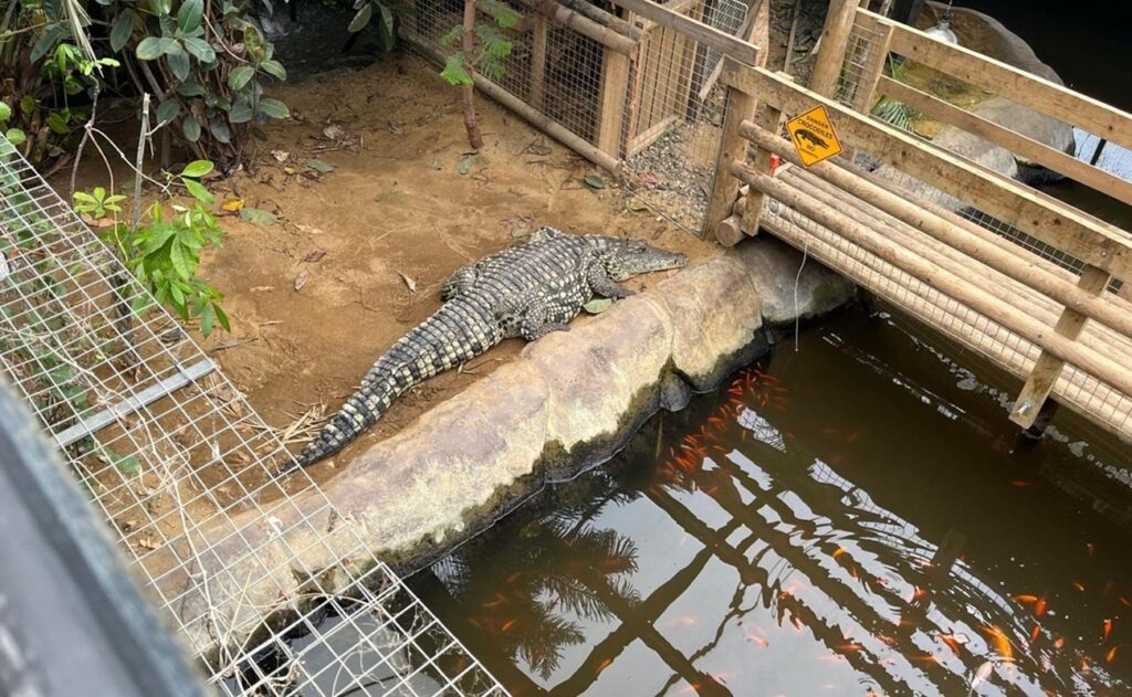 homem-e-preso-suspeito-de-jogar-menino-de-3-anos-a-crocodilos-em-zoo