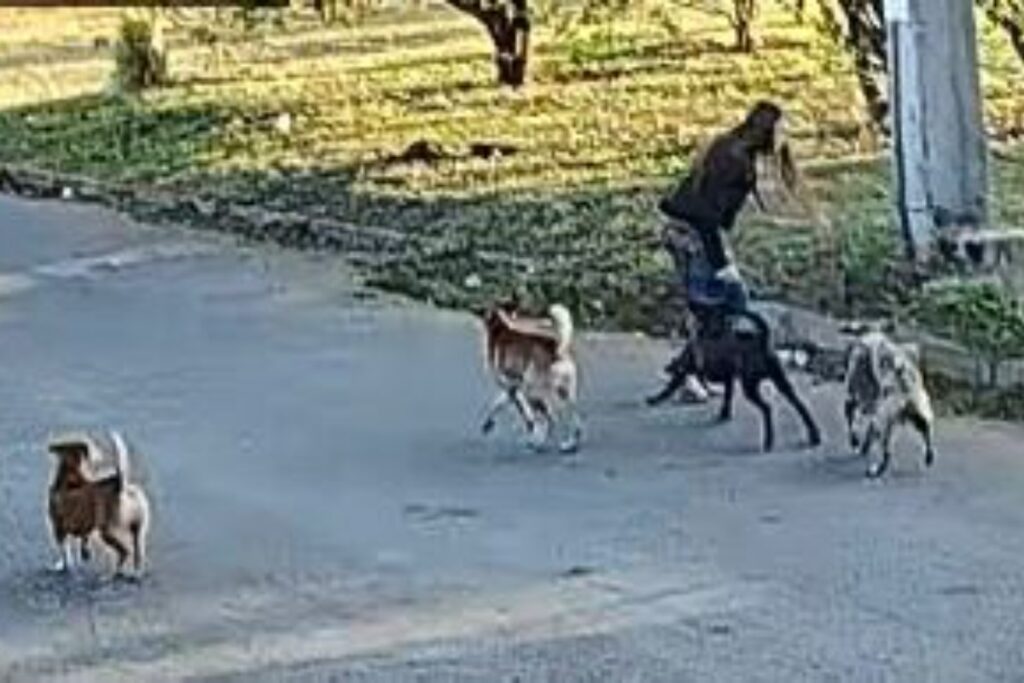 mulher-e-atacada-por-6-caes-ao-caminhar-em-rua-no-df-e-fica-ferida