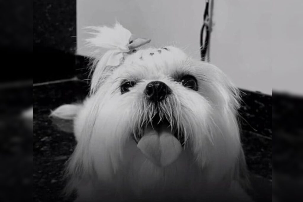 tutora-denuncia-morte-de-cachorra-em-mutirao-de-castracao-no-df